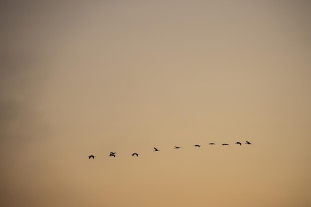 Foto pássaros a voar no céu