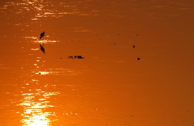 Foto pássaros a voar sobre a água