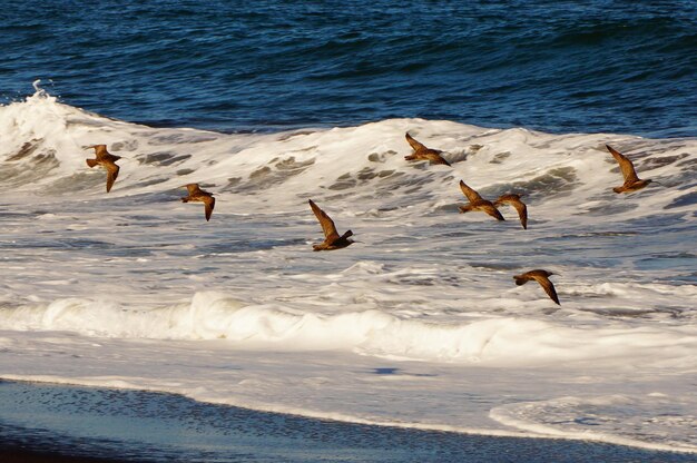 Foto pássaros a voar sobre a praia