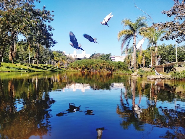 Foto pássaros a voar sobre o lago