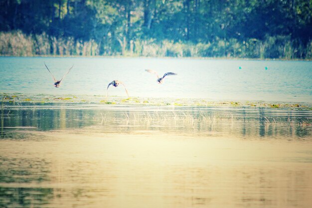 Foto pássaros a voar sobre o lago