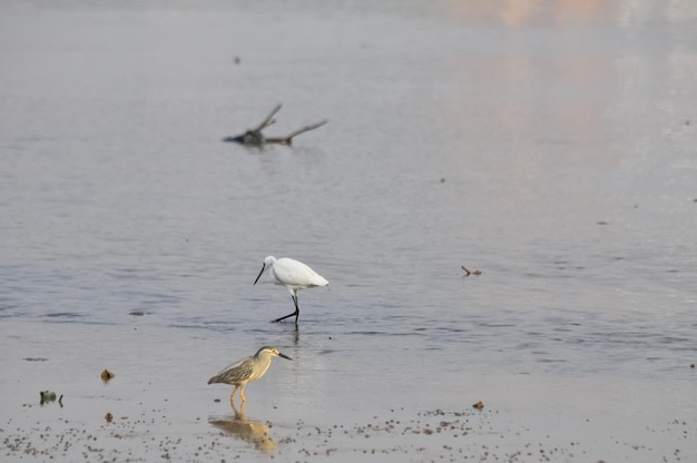 Foto pássaros a voar sobre o lago