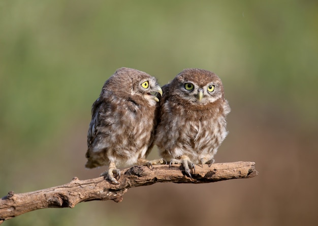 Pássaros adultos e filhotes de corujinha Athene noctua estão de perto, close-up