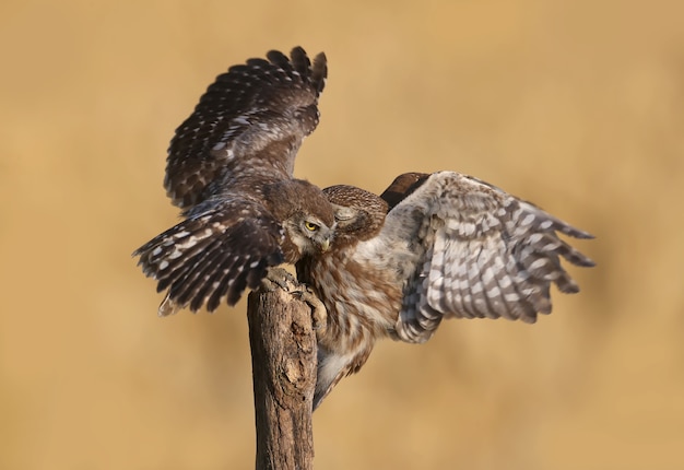 Pássaros adultos e filhotes de corujinha Athene noctua estão de perto, close-up