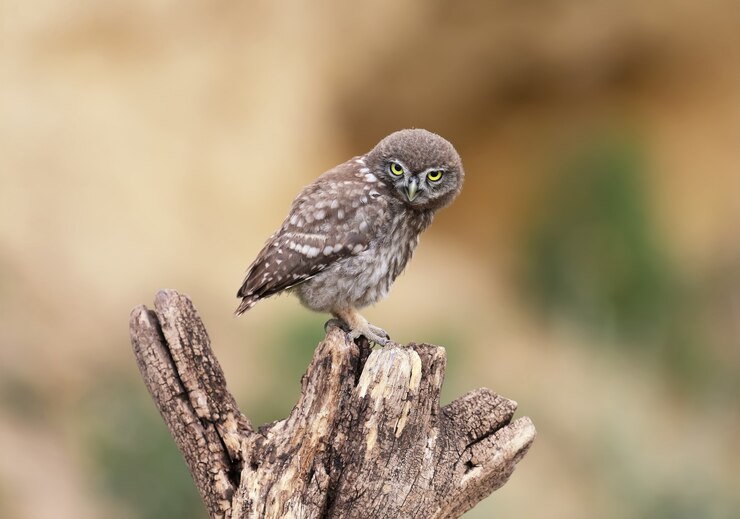Pássaros adultos e filhotes de corujinha Athene noctua estão de perto, close-up