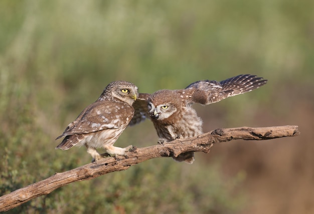 Pássaros adultos e filhotes de corujinha (Athene noctua) são fotografados em close-up em um fundo desfocado.