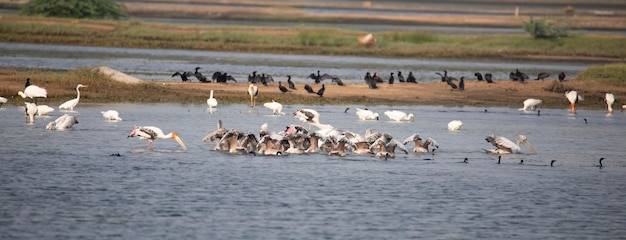 Pássaros aquáticos em um lago cegonhas pintadas esponilhas pelicanos e garças em um lago