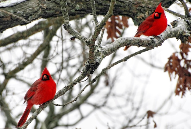 Pássaros cardeais do norte empoleirados em galhos durante o inverno
