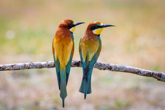 Pássaros coloridos em um galho