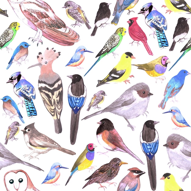 Pássaros da América animais de estimação e aves selvagens fundo sem costura