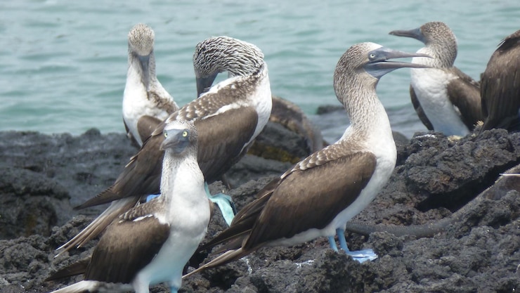 Foto pássaros de patas azuis em rochas vulcânicas na costa das ilhas galápagos