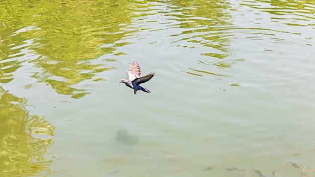 pássaros de pombo voando no céu quase natureza rio