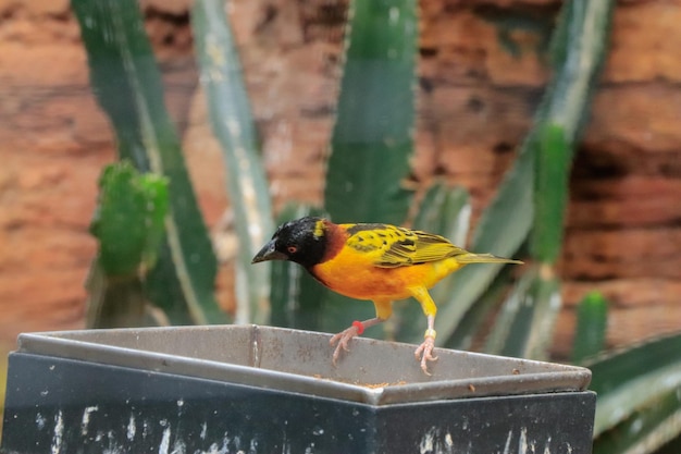 Pássaros de tecelão amarelo comendo minhocas no zoológico