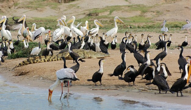 Foto pássaros e crocodilos à beira-mar em uganda