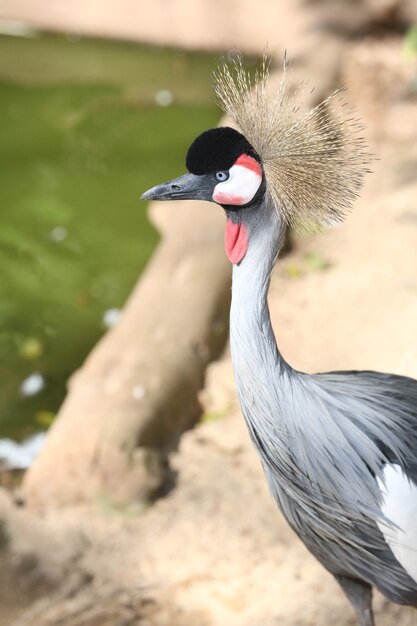 Pássaros e flamingos