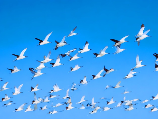 Pássaros Egretta gazette voando em fileiras no céu