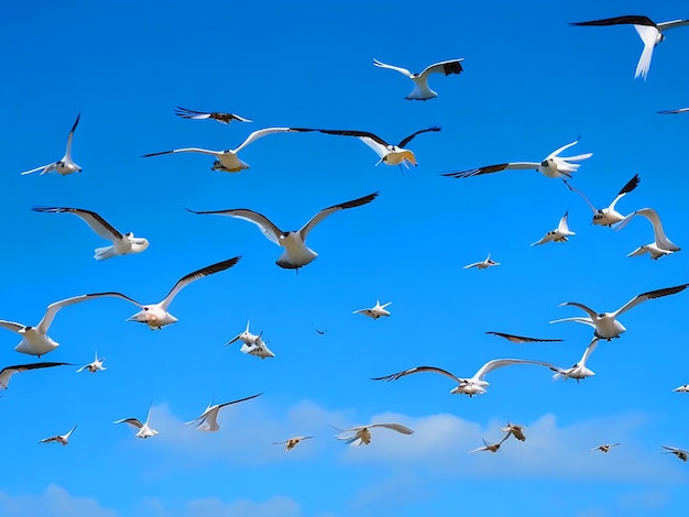 Pássaros Egretta gazette voando em fileiras no céu