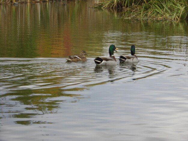Foto pássaros em águas calmas
