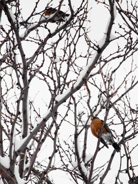 Pássaros em uma árvore de neve.