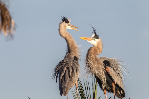 Pássaros empoleirados contra o céu claro