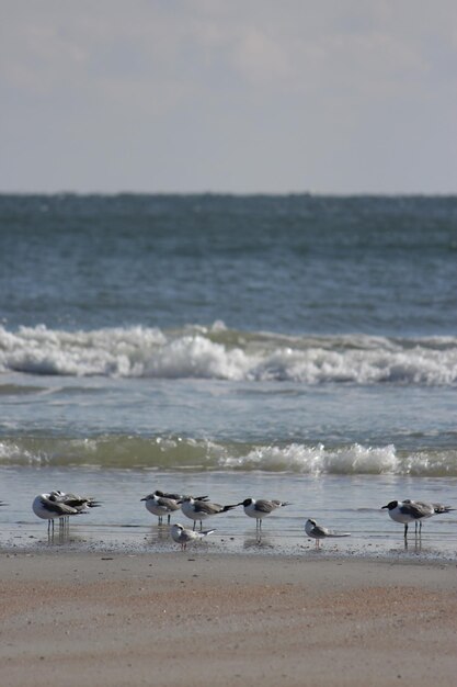 Foto pássaros empoleirados na praia contra o céu