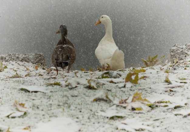 Foto pássaros empoleirados no campo enquanto nevam