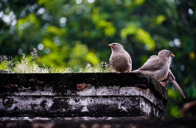 Pássaros fofos na árvore em fotos ao ar livre