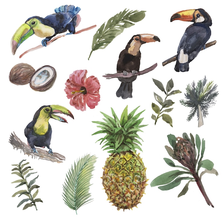 Foto pássaros, folhas, frutos e flores tropicais do tucano