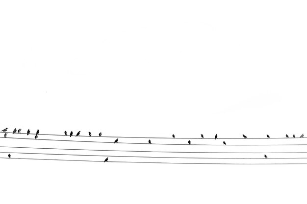 Foto pássaros grandes negros selvagens sentados em uma linha de alta tensão em fundo isolado branco