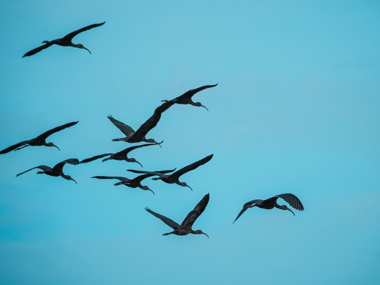 Pássaros ibis brilhantes