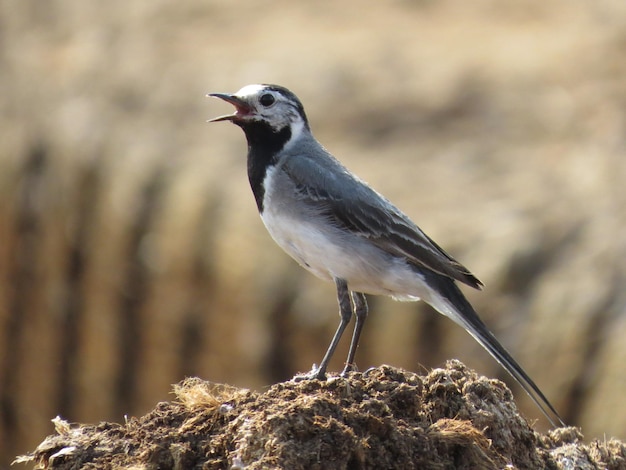 Pássaros incrivelmente bonitos na natureza