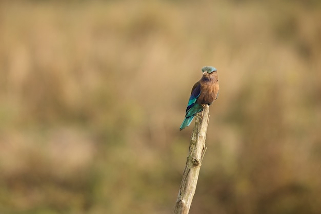 pássaros lindos e coloridos de kaziranga na Índia Assam