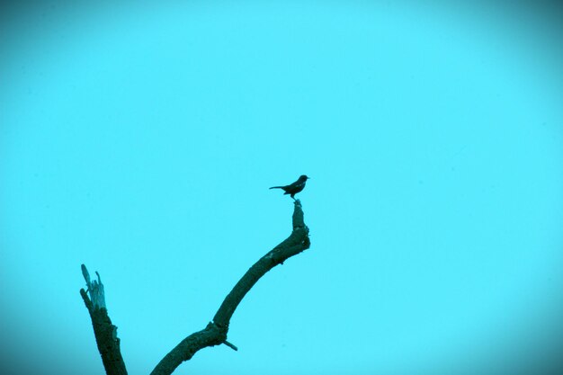 Pássaros na árvore contra o céu azul