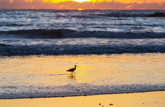 Foto pássaros na praia