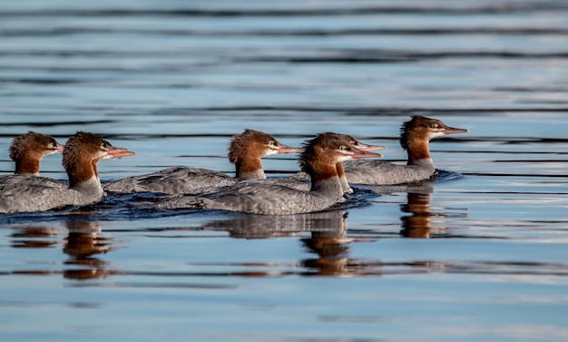 Pássaros nadando no lago