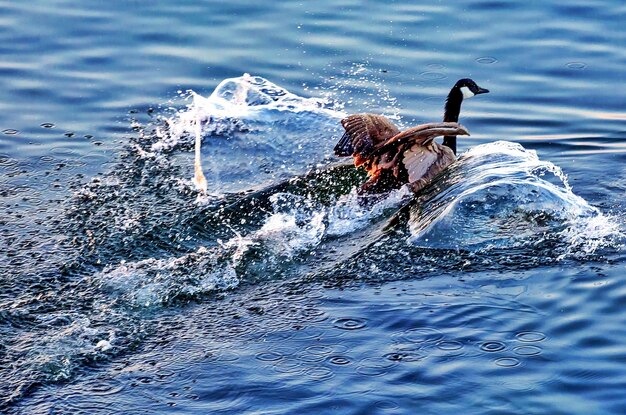 Pássaros nadando no lago