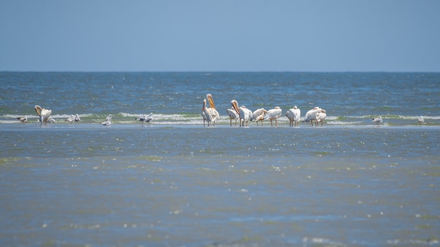 Pássaros no delta do danúbio