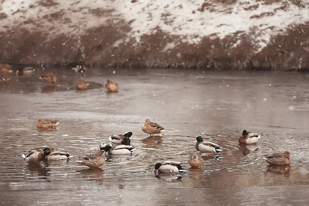 pássaros no inverno / bando de pássaros, lago de inverno, pássaros selvagens no lago de inverno, sazonal, patos migratórios