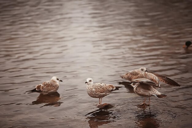 pássaros no inverno / bando de pássaros, lago de inverno, pássaros selvagens no lago de inverno, sazonal, patos migratórios