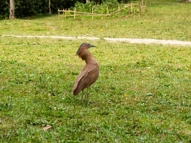 pássaros no parque