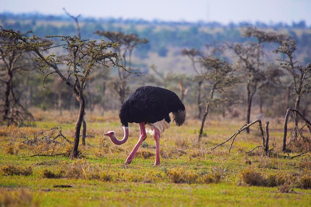 Foto pássaros num campo