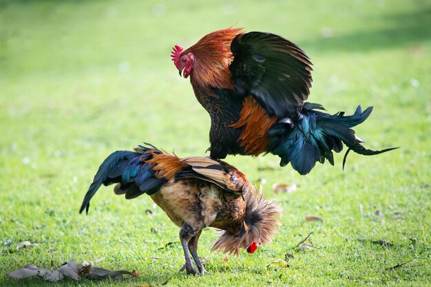 Foto pássaros num campo