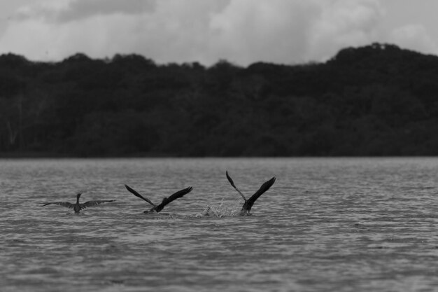 Foto pássaros num lago