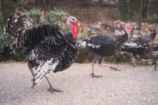 Pássaros perus andando pela vila Meleagris gallopavo