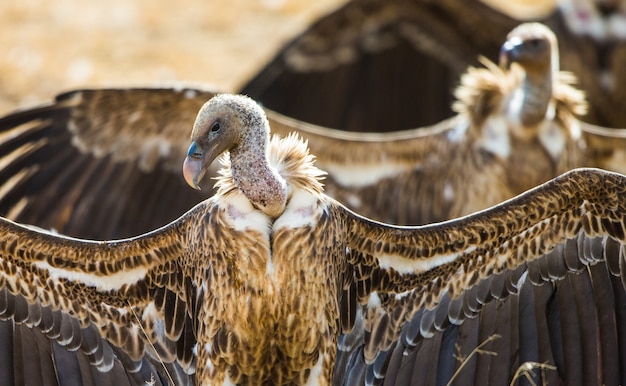 Pássaros predadores estão sentados no chão Quênia Tanzânia Safari África Oriental