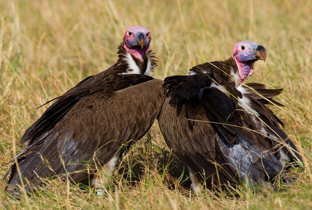 Pássaros predadores estão sentados no chão Quênia Tanzânia Safari África Oriental