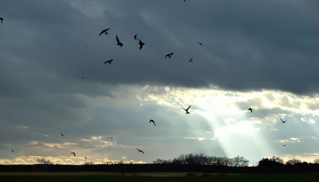 Pássaros que voam no céu