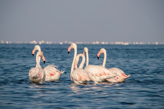 Foto pássaros selvagens africanos pássaros de grupo de flamingos africanos cor-de-rosa caminhando pela lagoa azul em um dia ensolarado