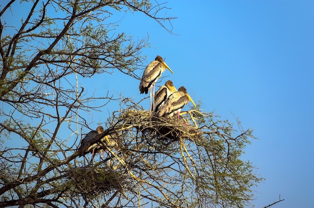Pássaros selvagens sentados em uma árvore no ninho. aves do parque nacional agra índia, vida selvagem.