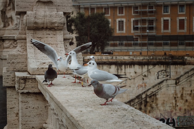 Pássaros sentados em uma ponte sobre o tibre, em roma